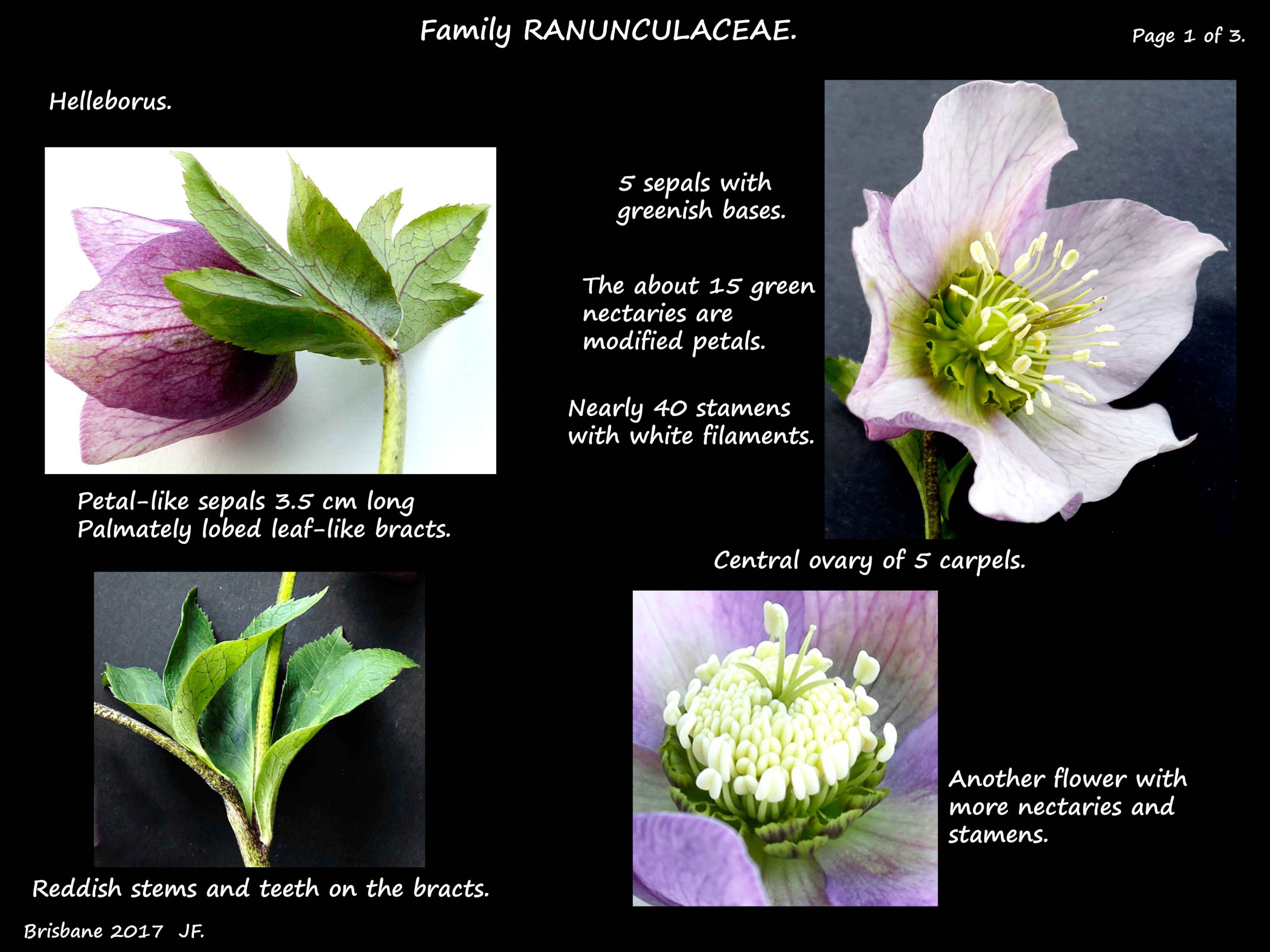 1 Helleborus flowers